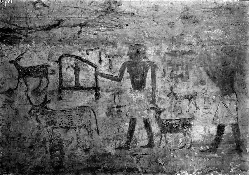 Wall scene from athe tomb of Pepynakht Heqaib (QH 35d), representing two people bringing offerings and leading some animals, as offerings. Schiaparelli excavations. 