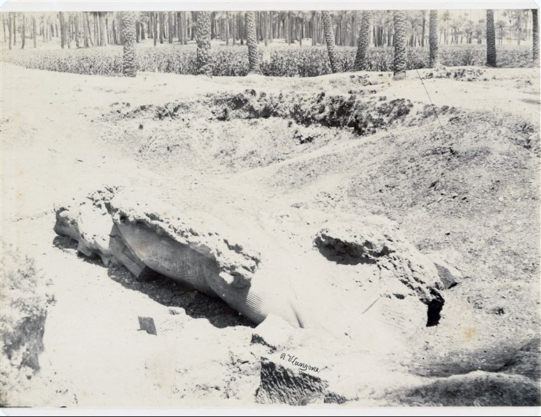 Photograph of the colossal statue (about 10 metres high) of Pharaoh Ramesses II that fell to the ground and was found in the area of the ancient sacred site of Memphis, bordering a palm grove, visible in the picture. In the shot, the colossal statue has not yet been rotated or lifted up from the ground. The author's signature is visible at the bottom. 