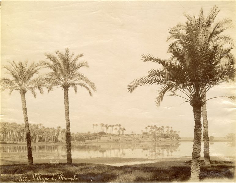 View of the agricultural landscape of the village of Memphis from the opposite bank of the Nile, shaded by numerous palm groves. The author's signature is visible at the bottom left. 