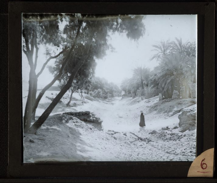Landscape with palm trees near El-Fayoum. This photograph was probably taken by Giovanni Marro.
