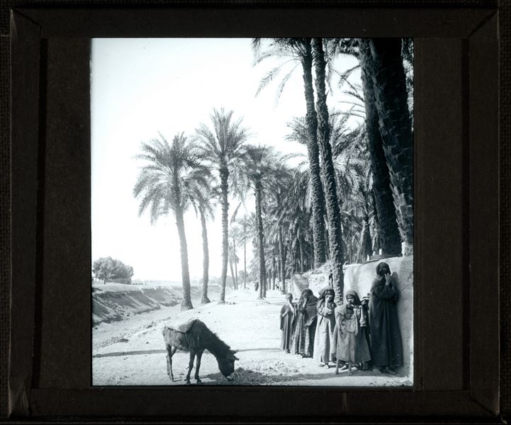 This photograph captures a group of Egyptians at the Oasis of el-Fayum, showing a woman with some children and a donkey on a road lined with palm trees.