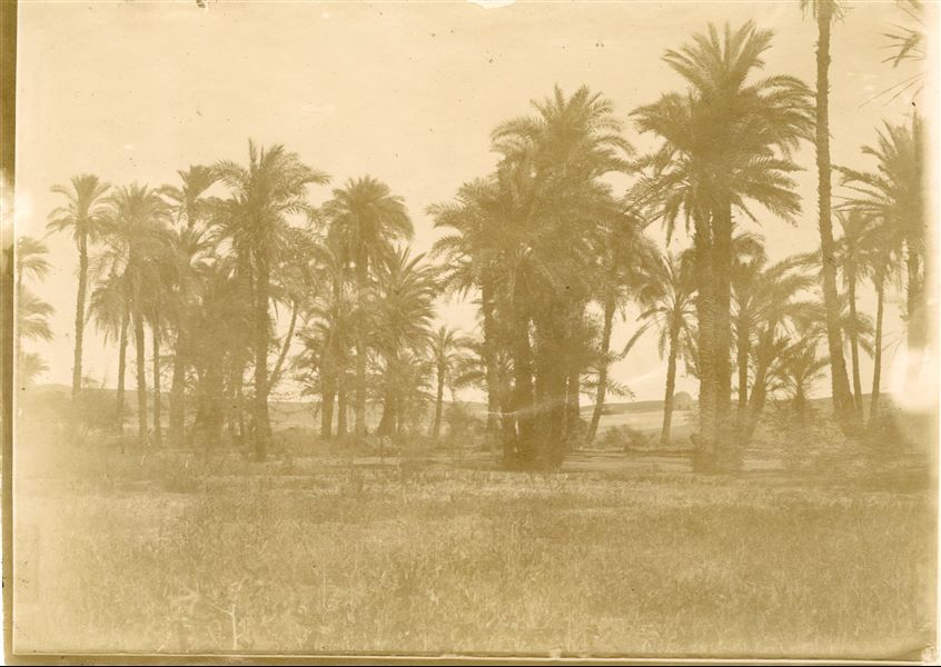 L'immagine rappresenta il paesaggio agricolo egiziano e un palmeto. 