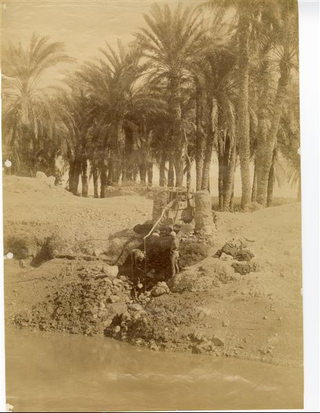 Lo scatto riprende un momento di lavoro agricolo in Egitto, in particolare due uomini stanno attingendo acqua dal Nilo per mezzo di un doppio shaduf, un attrezzo composto da due pali di legno con contrappeso utilizzato per il prelievo e il sollevamento dell’acqua. 