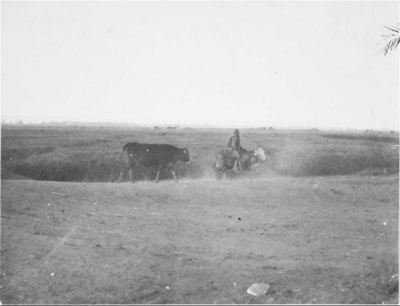Scena di vita agricola. Archivio Angelo Sesana. 