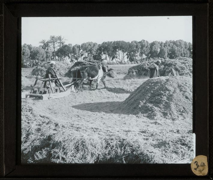 Campagna egiziana con pastori locali al lavoro e fotografati durante gli scavi della Missione Archeologica Italiana in Egitto.