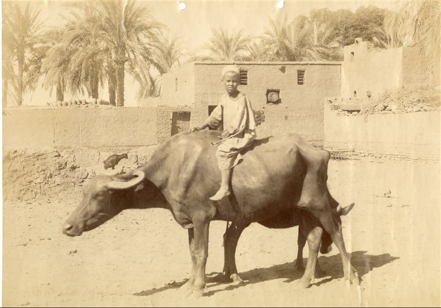 The image depicts a child riding a buffalo (gamusa) with its calf, in an egyptian village. In the background is a small goat. The author's signature, which is barely legible, is in the bottom right-hand corner. 