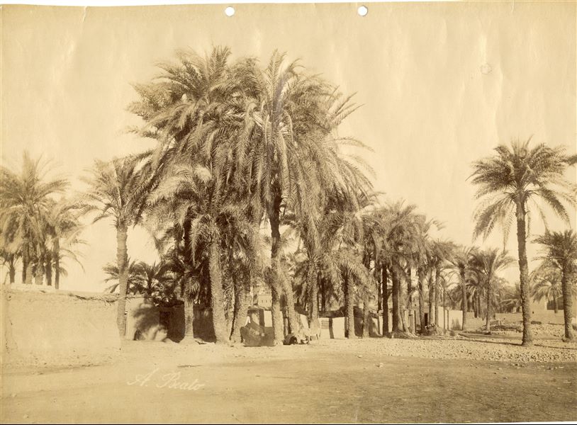 L'immagine propone una veduta del paesaggio agricolo egiziano con un palmeto e un villaggio. La firma dell'autore è posta in basso a sinistra. 
