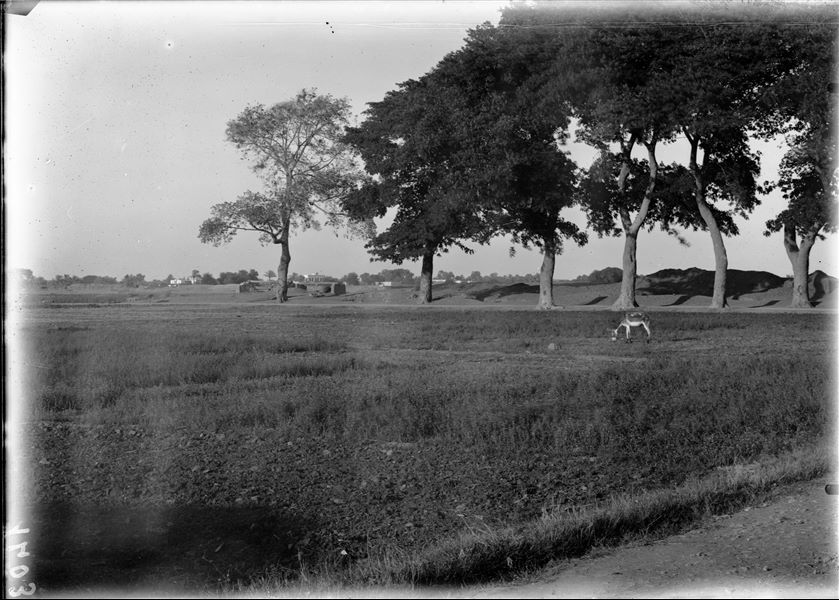 South-east corner of the sacred enclosure (from the west), on the final stretch of the main road; a saqiyah is visible. A saqiyah is a mechanical device that allows for water to be collected from a well.