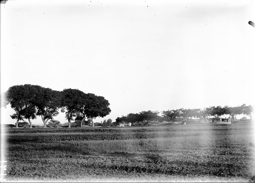 South-east area of the sacred enclosure, intersection between the main road and the tree-lined avenue that marks the southern boundary of the temple precinct. A saqiyah can be seen from the north-east. Schiaparelli excavations.
