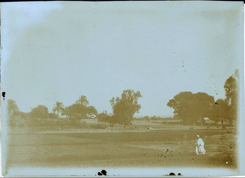 Rural landscape near the archaeological site of Heliopolis, excavated by the Italian Archaeological Mission. Schiaparelli excavations.