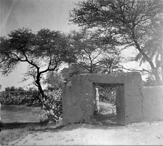 The garden around the house of the Italian Archaeological Mission, during excavations at Heliopolis. Angelo Sesana Archive. 