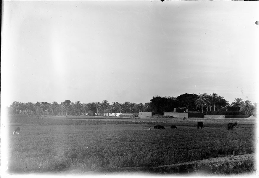 Landscape of the Heliopolis area. In the foreground, a cultivated field. In the background, some houses with a palm grove. Schiaparelli excavations.