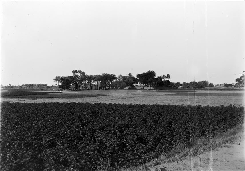 Landscape of the Heliopolis area. In the foreground, a cultivated field. In the background, some houses with a palm grove and grazing animals. Schiaparelli excavations.