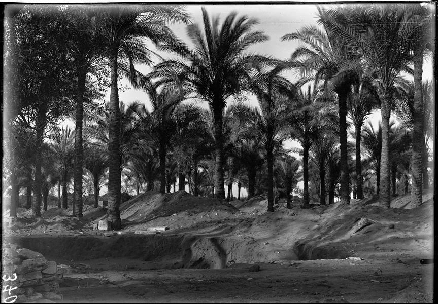 Trench in a palm grove, near some unidentified houses. Schiaparelli excavations.