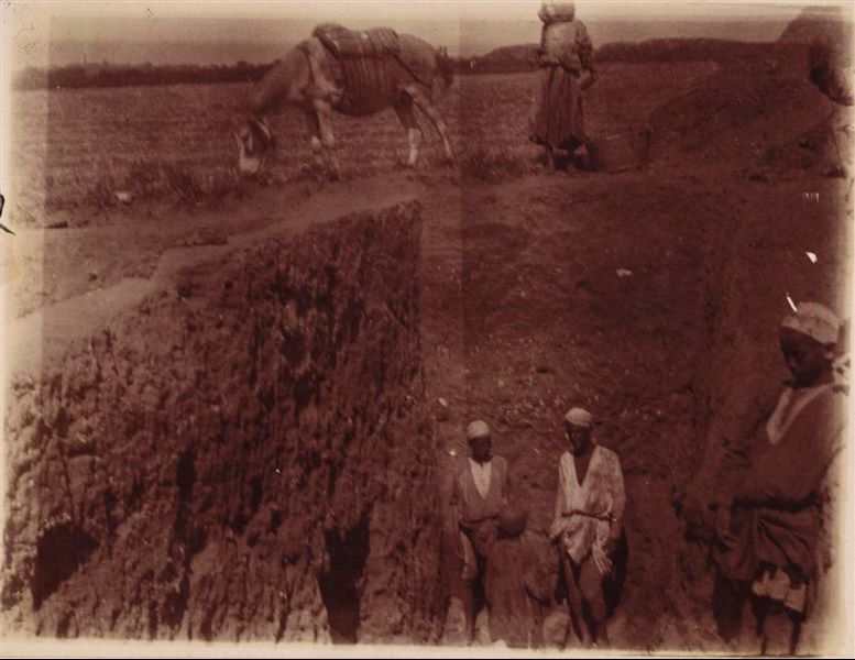 Excavating inside a trench, dug near a cultivated plot of land. At ground level, a donkey grazes at the edge of the trench. Schiaparelli excavation. 