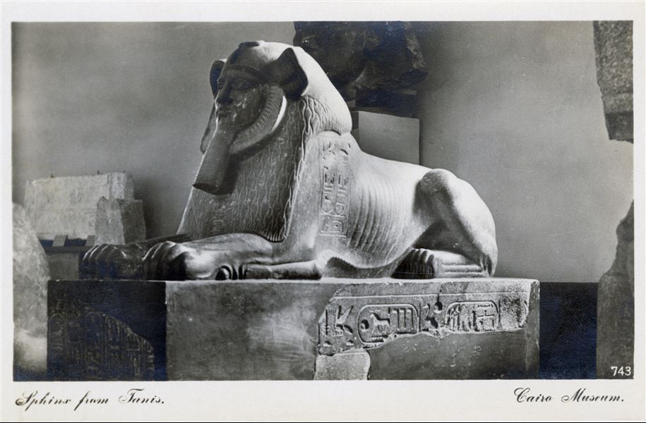 Sala del Museo Egizio del Cairo. Statua di una Sfinge con testa leonina, trovata a Tanis. Album “Cartes postales”. 