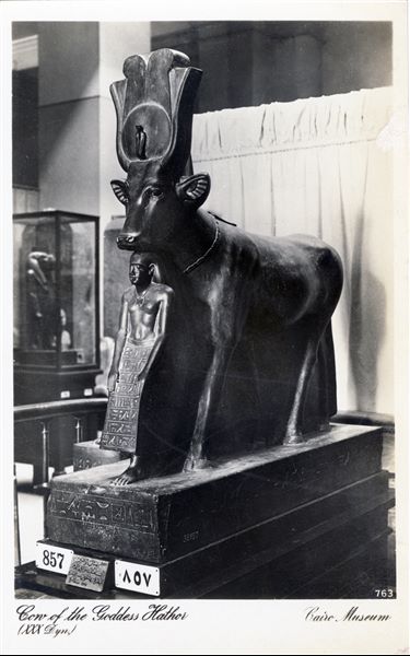 Gallery in the Egyptian Museum in Cairo. Statue of the sacred cow, representation of the goddess Hathor. In front of her is the deceased, Psamtik . Statue found in Saqqara, datable to the Late Period (Cairo JE 38927). Album “Cartes postales” (Postcards).