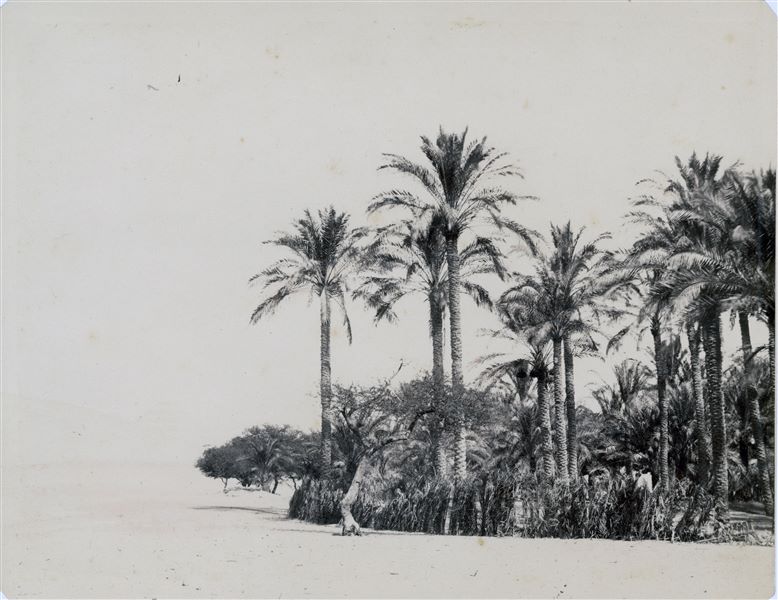 Egyptian landscape, showing vegetation on the edge of the desert near Saqqara, as 	indicated on the back of the print. 