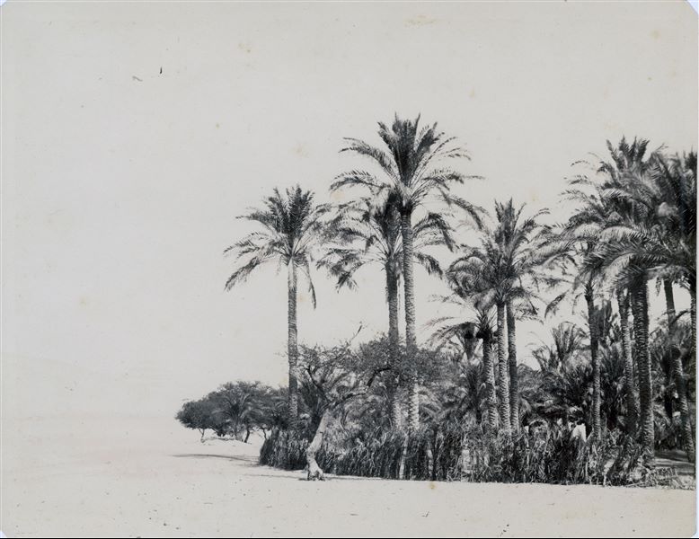 Paesaggio egiziano, con la presenza di vegetazione ai margini del deserto, nei pressi di Saqqara, come da indicazioni sul retro della stampa.
