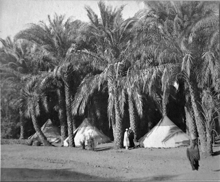 Members of the mission near a palm grove: Francesco Ballerini is talking to an Egyptian member of the mission. Angelo Sesana Archive. 