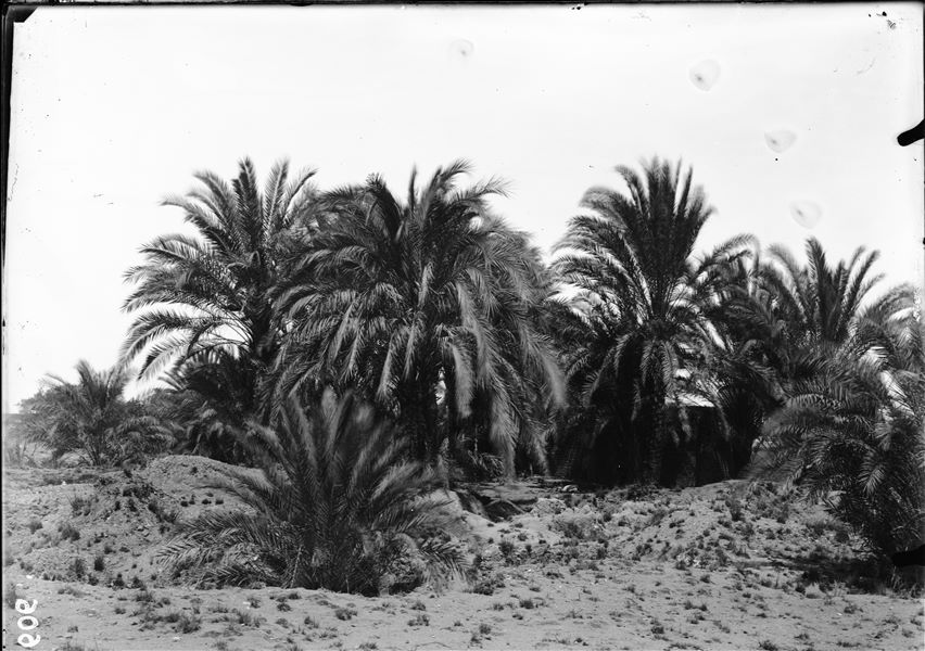 Area near the excavations, a palm grove is photographed, with a modern structure. Schiaparelli excavations.