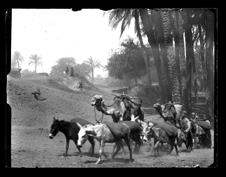 Donkeys and camels led by a group of Egyptians near the Italian Archaeological Mission’s camp in Ashmunein. In the centre left, two women can be seen standing on a small mound of earth. Schiaparelli excavations.  