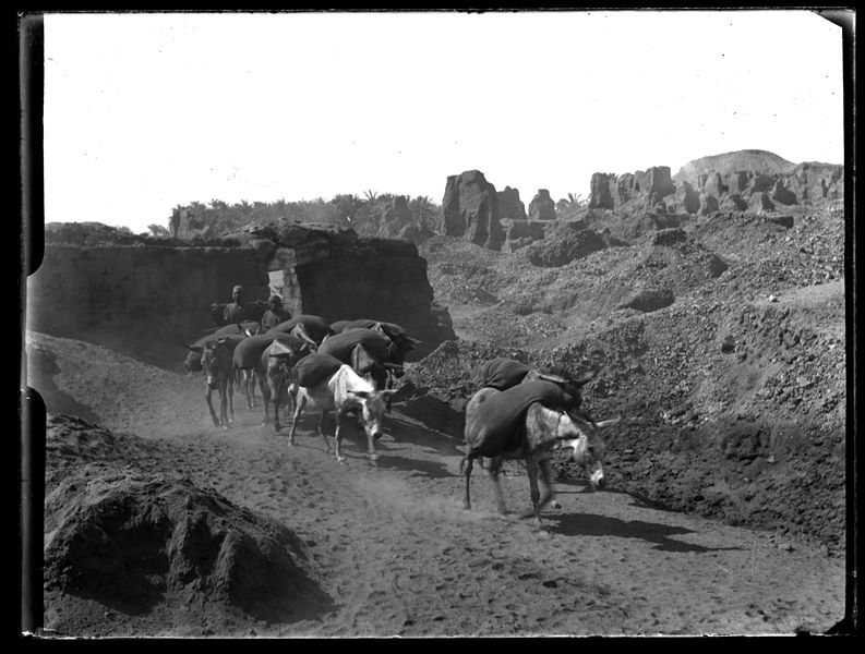  At the entrance to the excavation area in Ashmunein two Egyptians are leading some donkeys carrying sacks. Schiaparelli excavations.