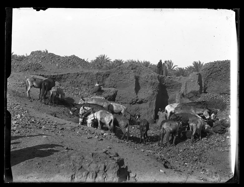 Several donkeys near the archaeological site of Ashmunein; some Egyptians can also be seen in the photo. Schiaparelli excavations.
