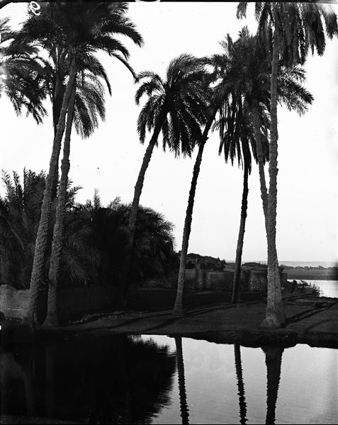 Area near the excavations, with some trees, some of which are enclosed by a fence. Schiaparelli excavations.