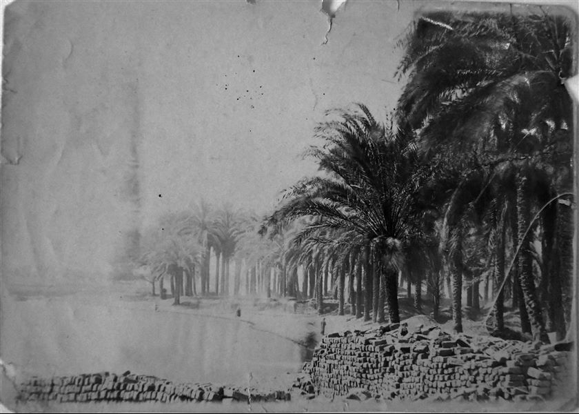 Palm trees and avenue along the South-East pit in Ashmunein, during excavations in 1909. Angelo Sesana Archive.