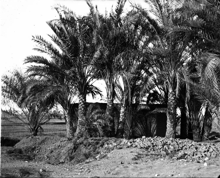 Area near the excavations, a palm grove is photographed, with a modern structure. Schiaparelli excavations.