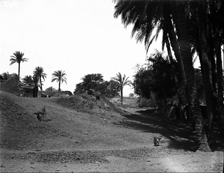 Excavation area of the site, a palm grove can be seen. Schiaparelli excavations.