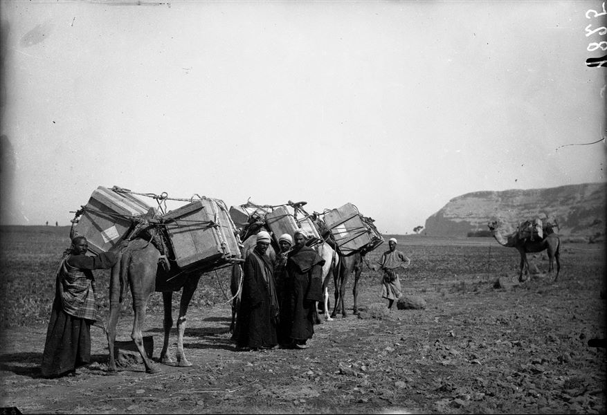 Excavations at Qau el-Kebir, transportation of materials on camels. Schiaparelli excavations.