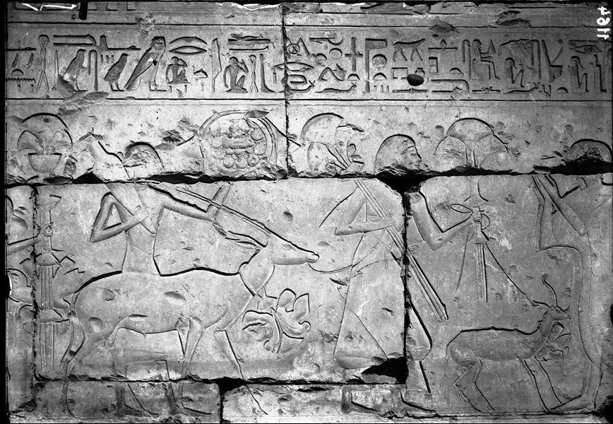 Temple of Ramesses II at Abydos, second courtyard, detail from the east side. A gazelle is depicted, being presented as an offering.