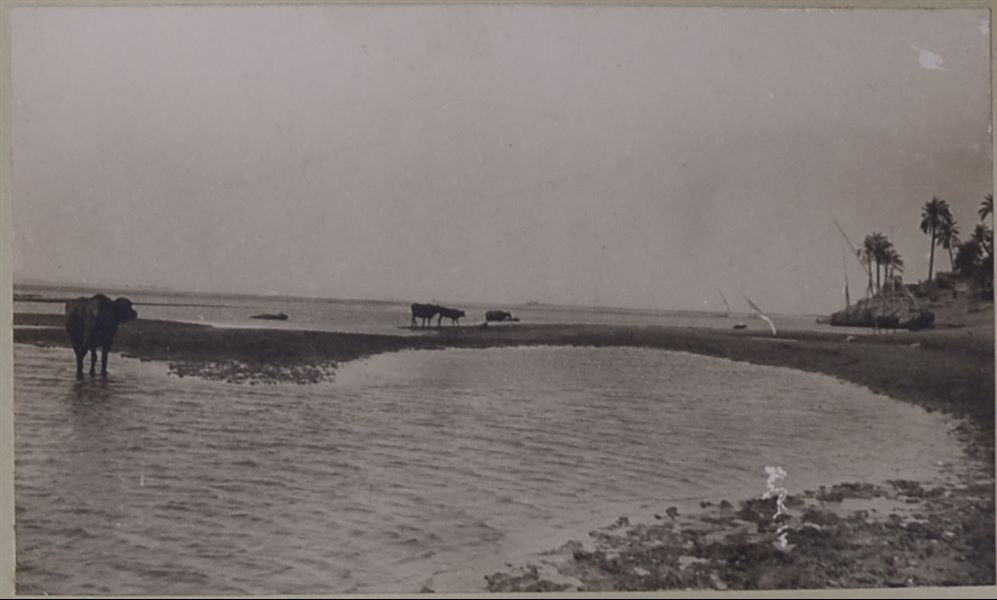 Nilotic landscape near the archaeological sites of Qau el-Kebir and Hammamiya, where some Egyptian cattle (gamusa) can be seen. In the background, some typical sailing boats (feluccas) used on the Nile can be seen. Photo album, Schiaparelli excavations.