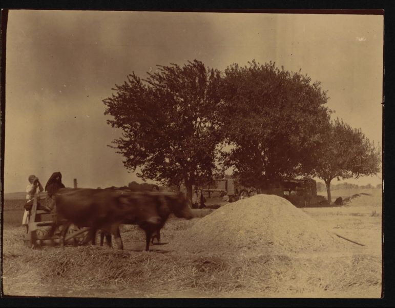 Agricultural photograph, with some cattle under the yoke of a plough, near the archaeological sites of Qau el-Kebir and Hammamiya. Schiaparelli excavations. 