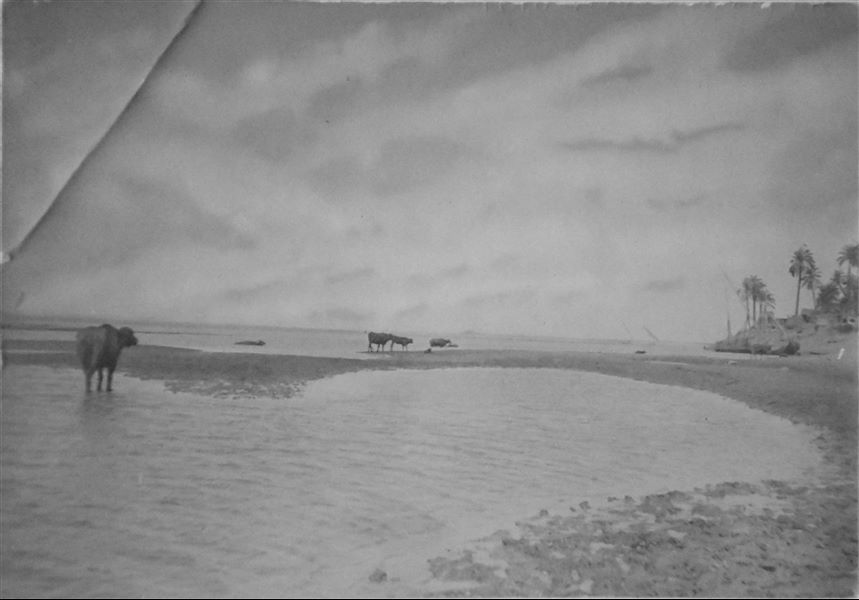 Gamuse a bagno nel Nilo, presumibilmente nell’area di Qau el-Kebir. Archivio Angelo Sesana. 