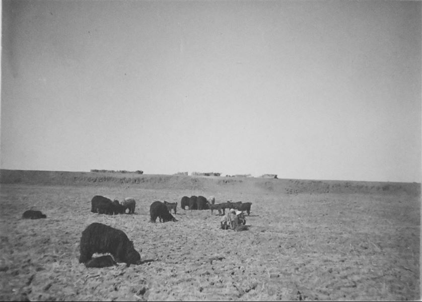 A herd of rams, presumably in the Qau el-Kebir area. Angelo Sesana Archive. 