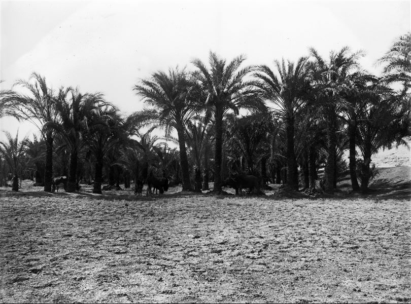 Vegetazione ai piedi della montagna di Qau el-Kebir.Scavi Schiaparelli