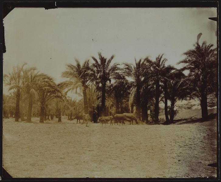Landscape near the archaeological site of Qau el-Kebir and Hammamiya, palm grove with grazing animals. Schiaparelli excavations.