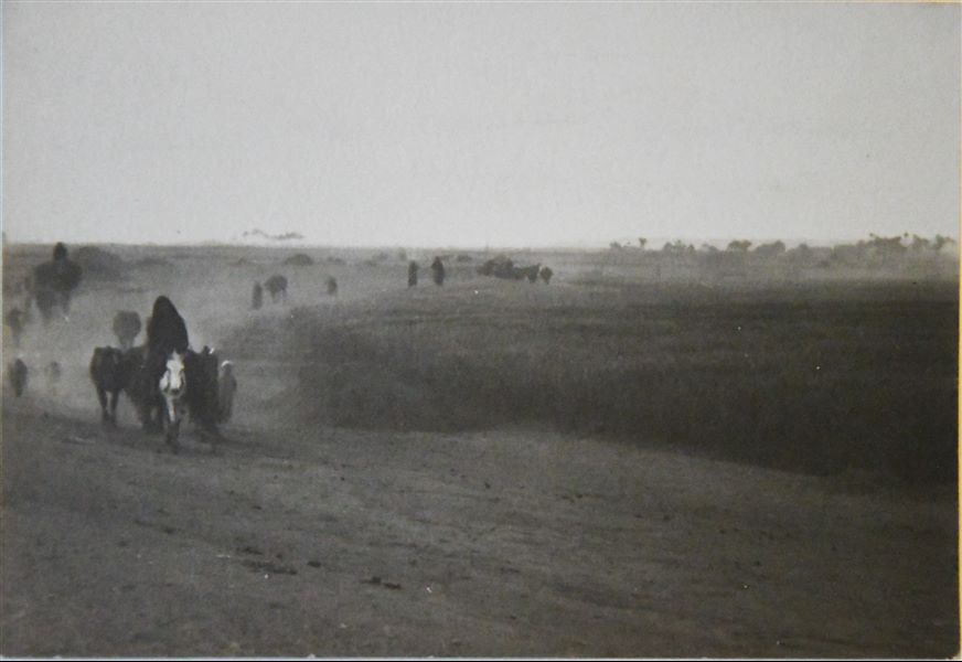 Scena di vita agricola. Archivio Angelo Sesana. 