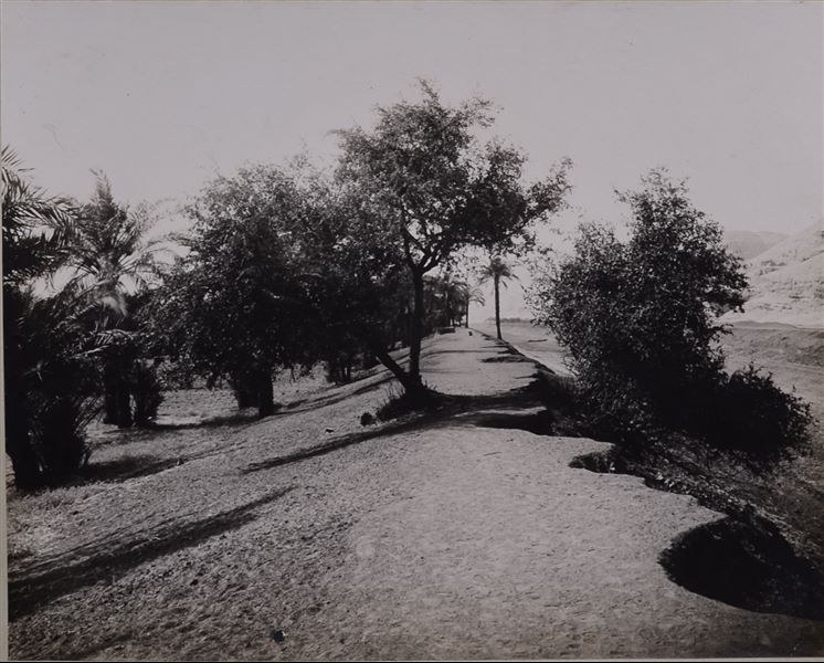 View of one of the banks with shrubs from the drained “grand canal” of Qau, near the mountain and the rock-cut tombs, which can be glimpsed on the right. Photo album, Schiaparelli excavations.