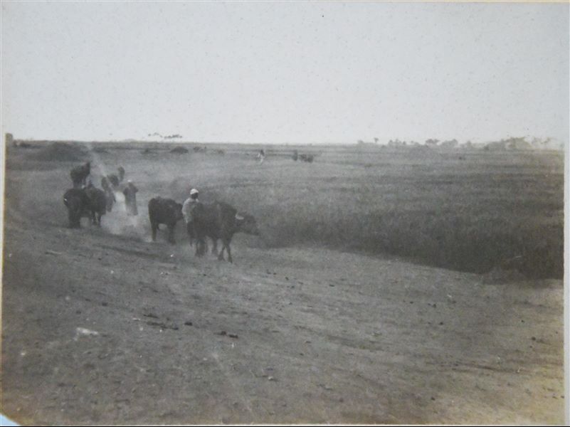 Image depicting agricultural life. Angelo Sesana Archive. 