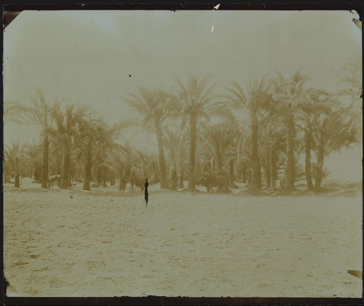 Paesaggio nei pressi dell’area archeologica di Qau el-Kebir e di Hammamiya, boschetto di palme con animali al pascolo. Scavi Schiaparelli.