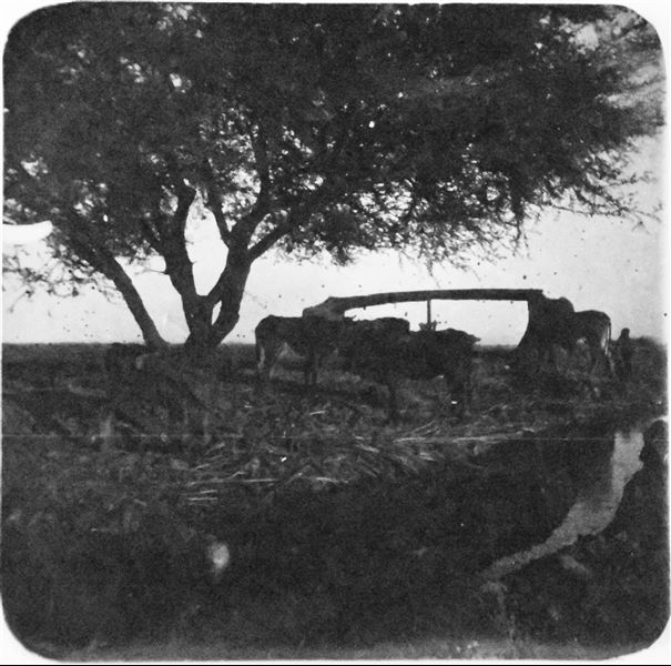 Scena di vita Agricola attorno a una sakia, ruota idraulica per l’approvvigionamento idrico. Archivio Angelo Sesana. 