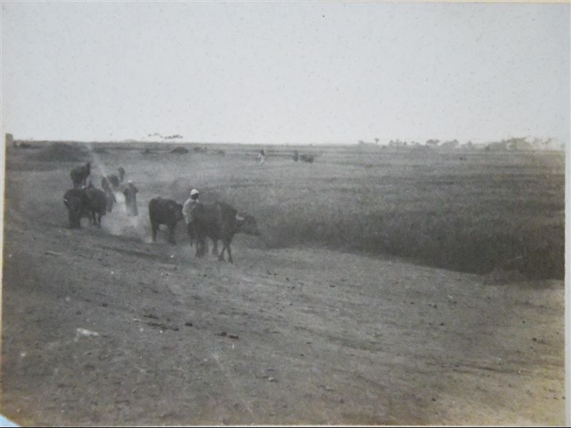 Scena di vita agricola. Archivio Angelo Sesana. 
