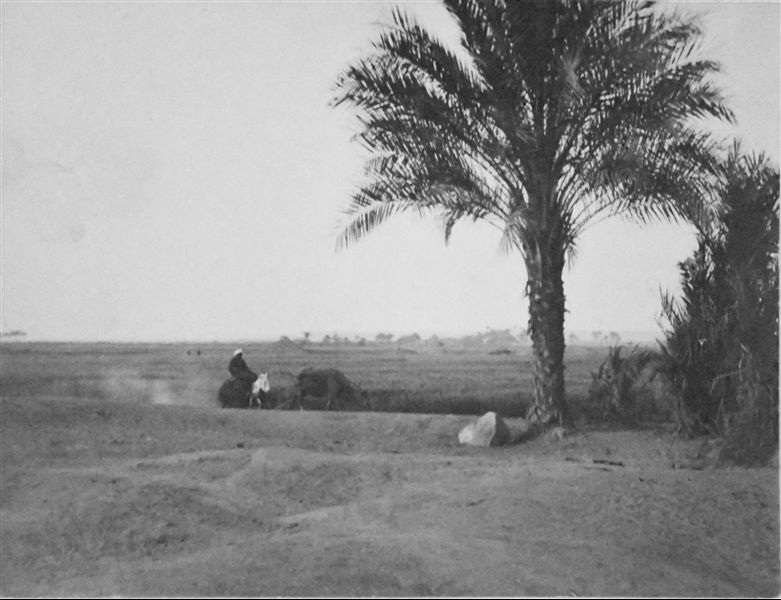 Scena di vita agricola. Archivio Angelo Sesana. 