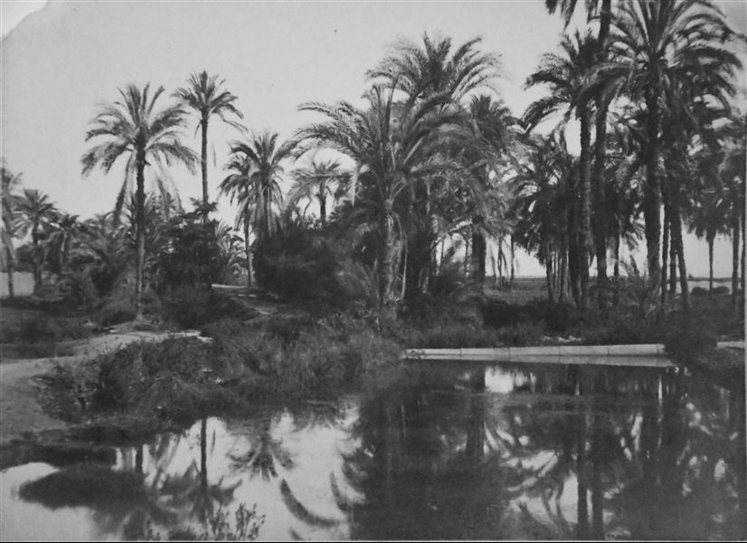 Paesaggio, con palmeto e pozza d’acqua, in un’area non identificabile. Archivio Angelo Sesana.