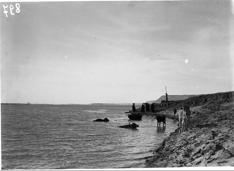 Il Nilo a Qau el-Kebir, gamuse (bufali) al bagno. Scavi Schiaparelli.