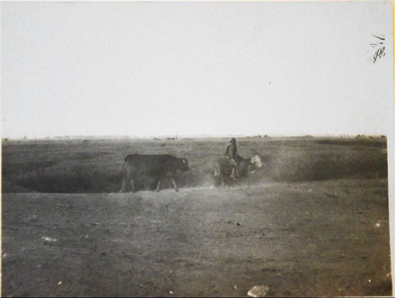 Scena di vita agricola. Archivio Angelo Sesana. 